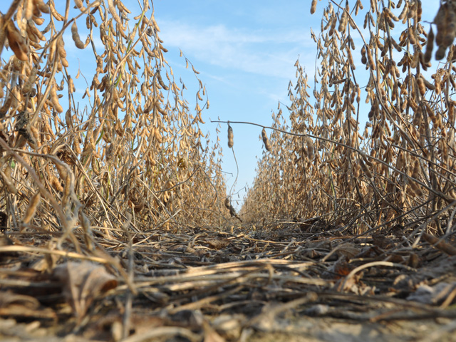 Rain and even snow has delayed soybean harvest in parts of the Midwest this past week, which has left some growers with plenty of time to think about 2019 seed choices. (DTN photo by Emily Unglesbee)